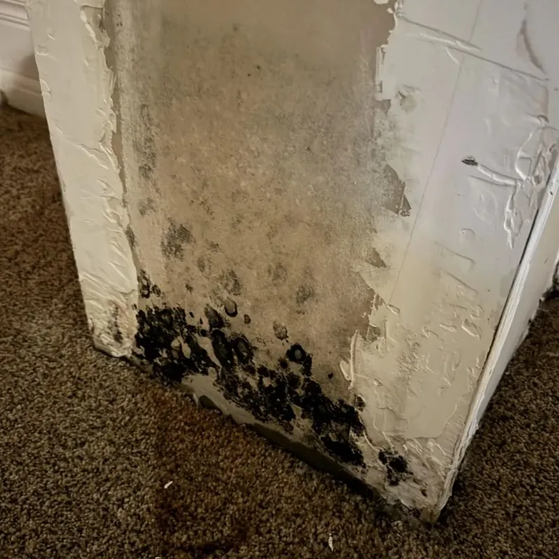 Professional Mold Removal in Lafayette, CO